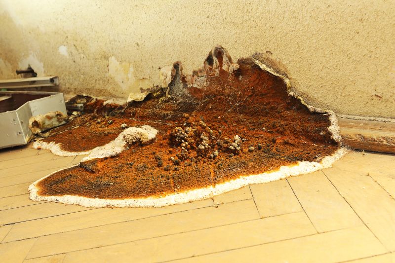 Dry Rot Remediation in Conroe, TX