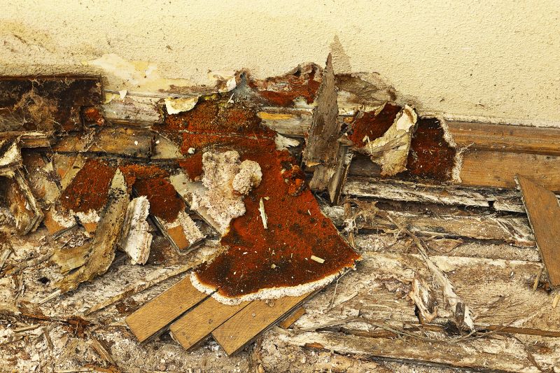 Dry Rot Repair Service