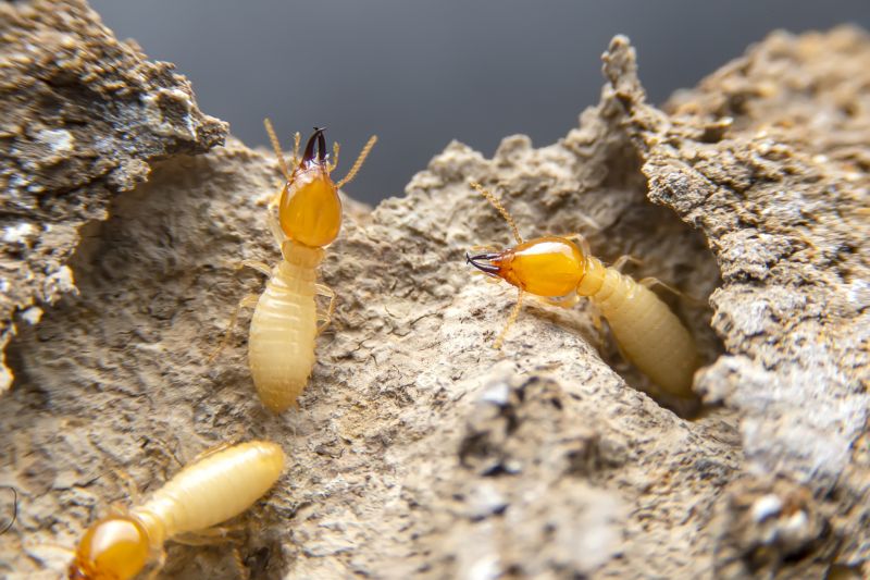 Pest Damage Repair in Kansas City, KS