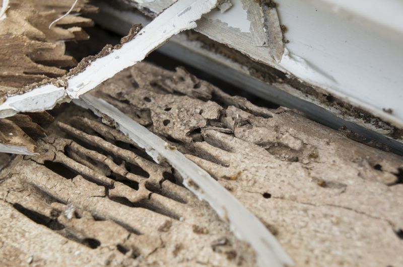 Pest Damage Repair in Longmont, CO