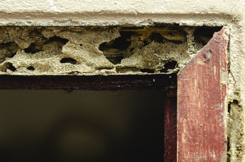 Rot Repair Service in Arvada, CO