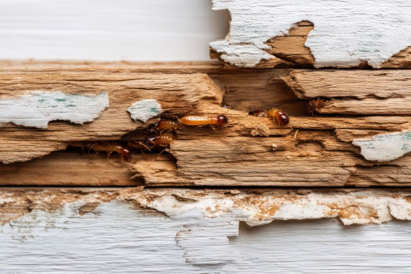 Termite Damage Repair Service in Longmont, CO