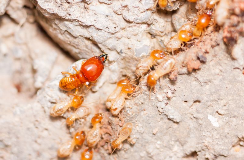 Termite Damage Repair Service in Conroe, TX
