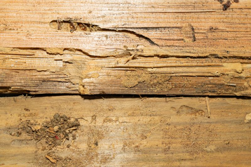 Termite Damage Restoration in Olathe, KS