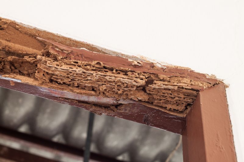 Wood Decay Removal in Denver, CO