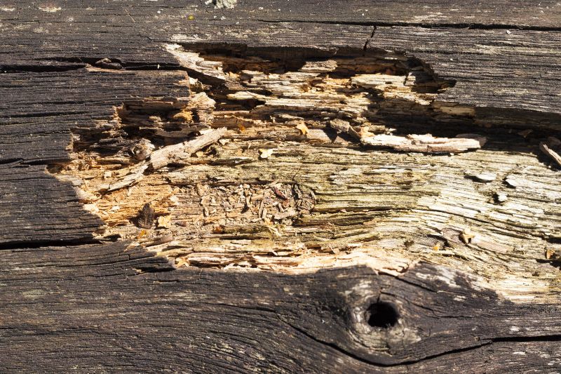 Wood Decay Removal in Longmont, CO