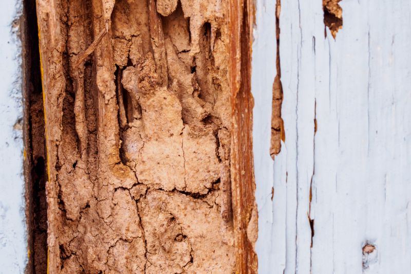 Wood Decay Removal in Roswell, GA