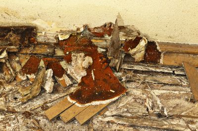 Wood Decay Removal in Roswell, GA